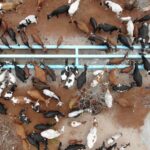 Captura de ecra 2022 10 27 cattle watering aerial 1002x564 1