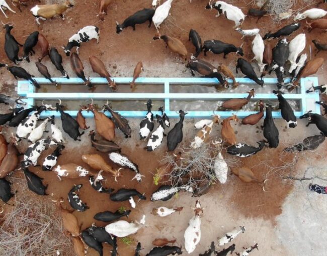 Captura de ecra 2022 10 27 cattle watering aerial 1002x564 1