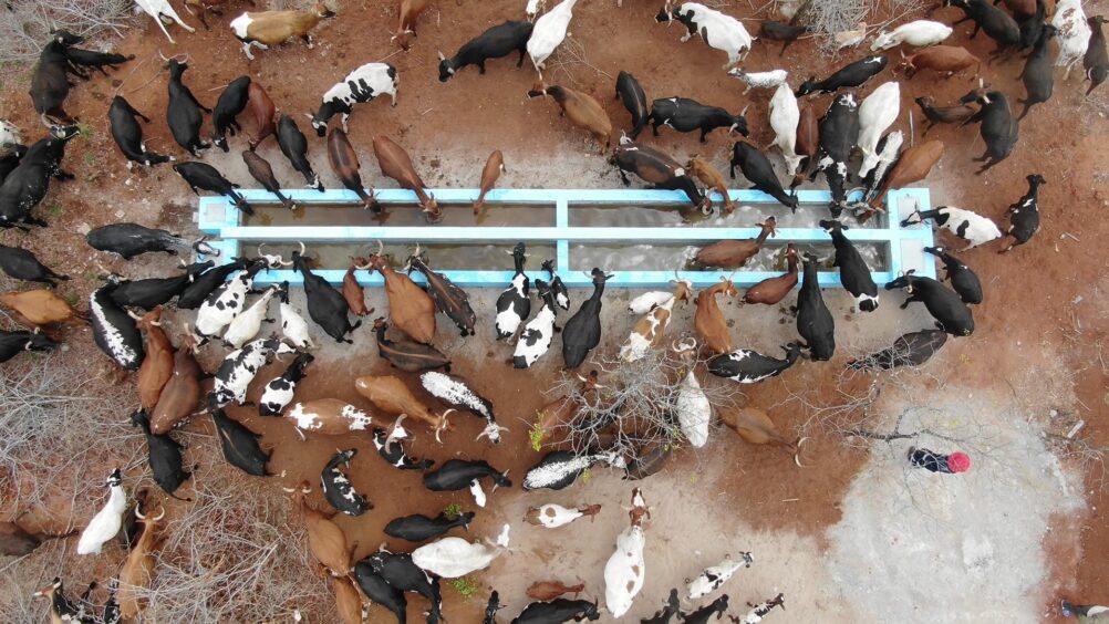 Captura de ecra 2022 10 27 cattle watering aerial 1002x564 1