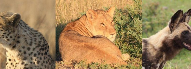 Carnivore 1002x288 1