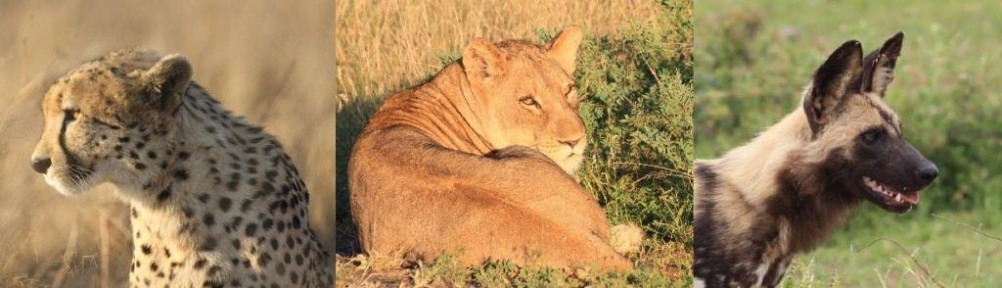 Carnivore 1002x288 1