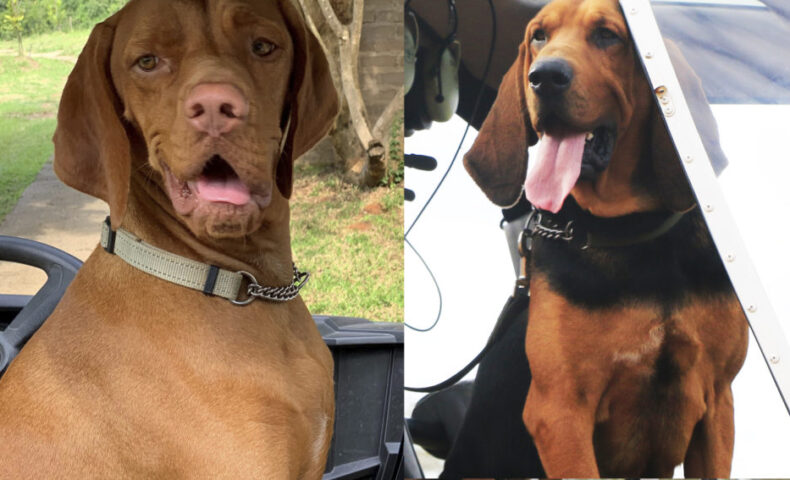 Duke and Fury2 1002x567 1