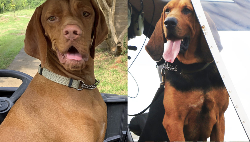 Duke and Fury2 1002x567 1