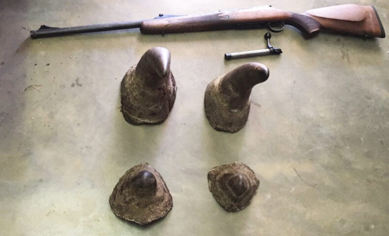 Horns and gun 1002x651 1