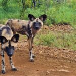 LNP WIld dogs 20230222 082739 1002x578 1