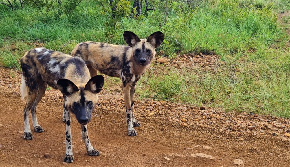 LNP WIld dogs 20230222 082739 1002x578 1