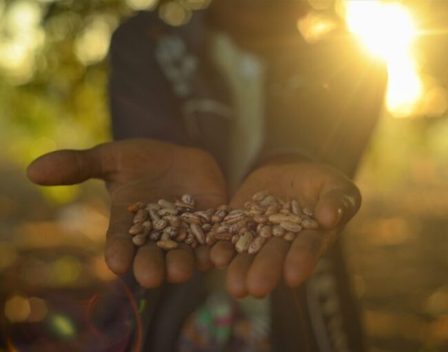 LNP Agriculture seeds 1002x669 1