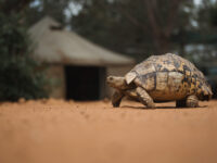 Leopard tortoise 6309
