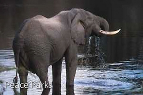 Limpopo now offer the bush and the beach