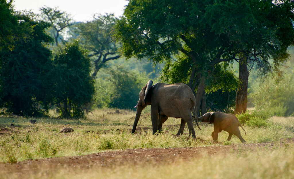 PCG elephants 2 1773x1080 1