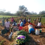 PNL Irrigation scheme