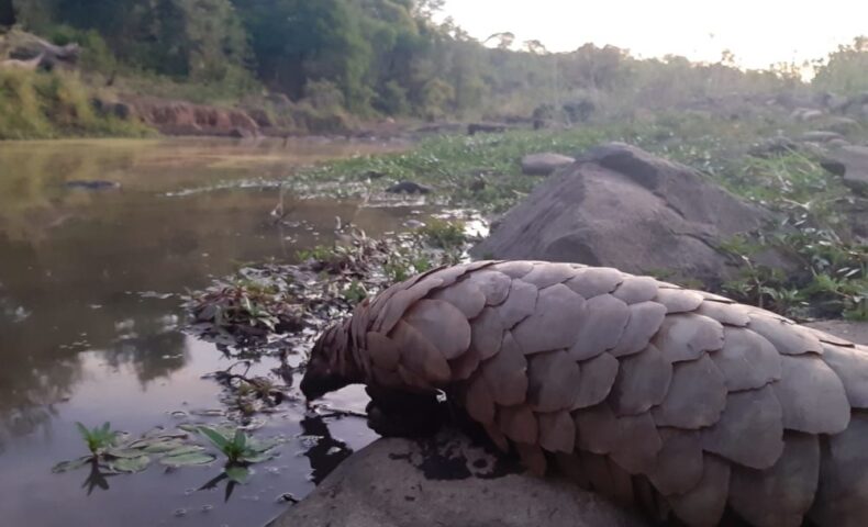 Pangolin 2 1002x751 1