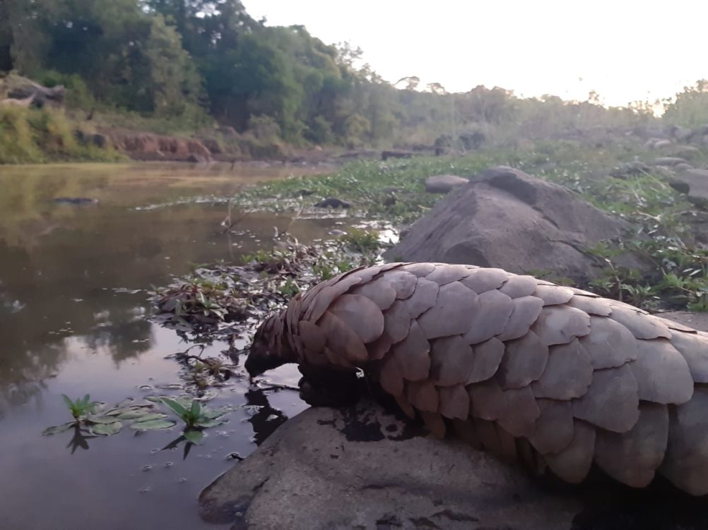 Pangolin 2 1002x751 1