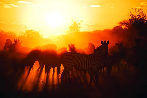 Transfrontier park bountiful