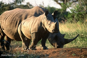 Transfrontier park poachers nabbed