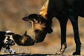 Wild dogs kept at bay by invisible boundary