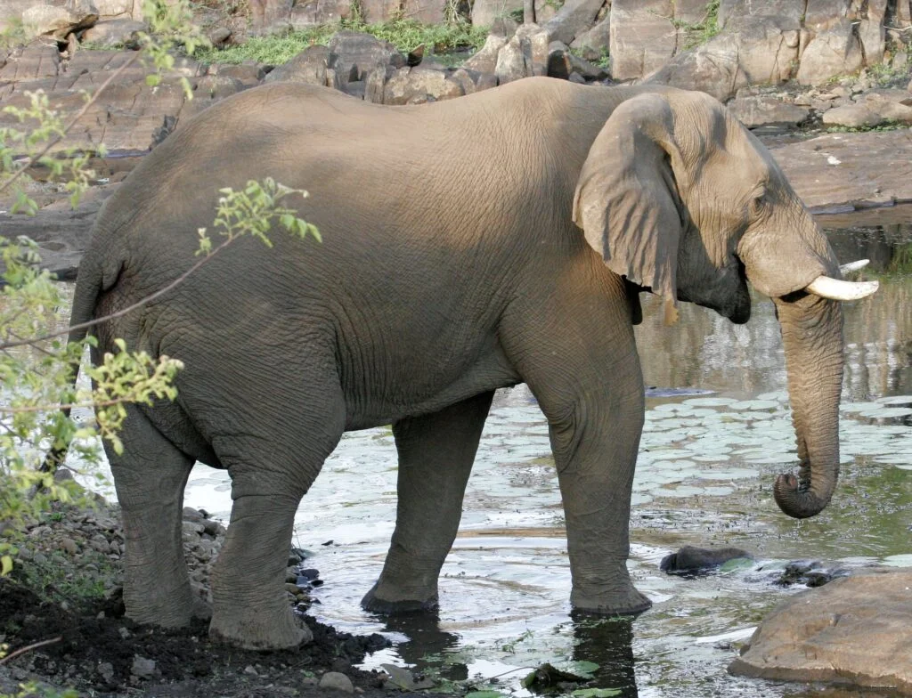 Wildlife (10)