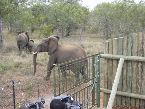 jumbojourney elephat