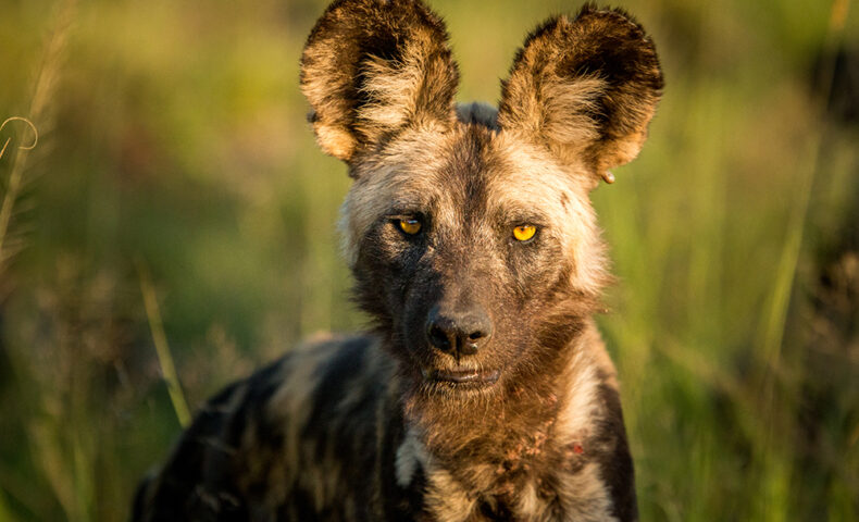 wilddog